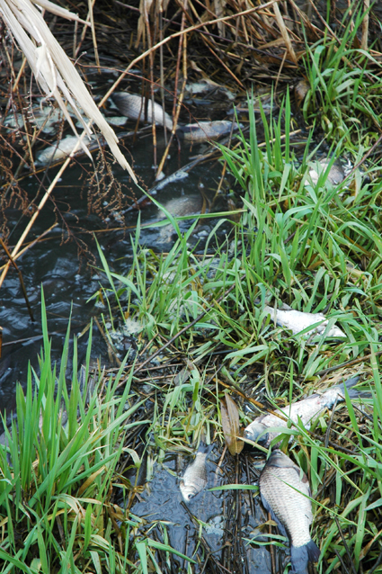 フナの大量瀕死が見つかった尾崎の水路