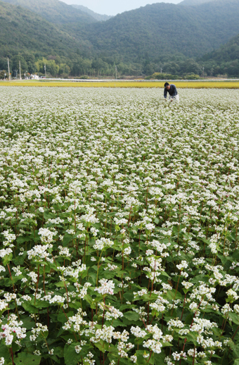 「内蔵助」のブランド名で売り出されることになったソバの畑。純白の花が見ごろ＝周世