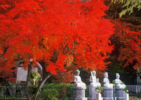 モミジの紅葉が美しい清林寺の境内＝写真は昨年のようす
