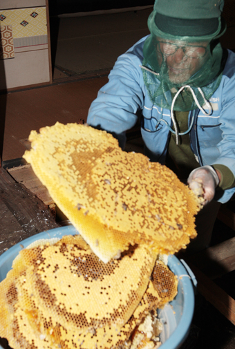 “ハチ捕り名人”の西村武夫さんの手によって民家床下から取り除かれるミツバチの巣