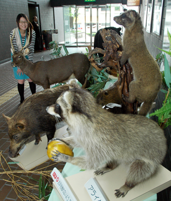 野生動物のはく製を展示しているミニ企画展