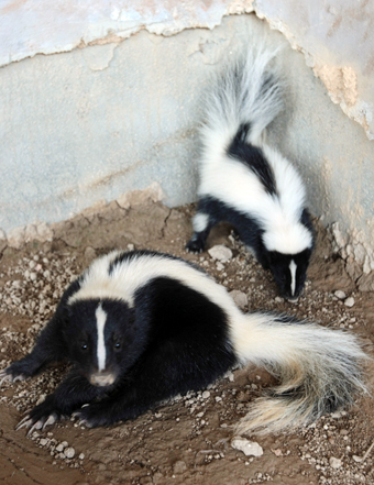 名前募集中のシマスカンク