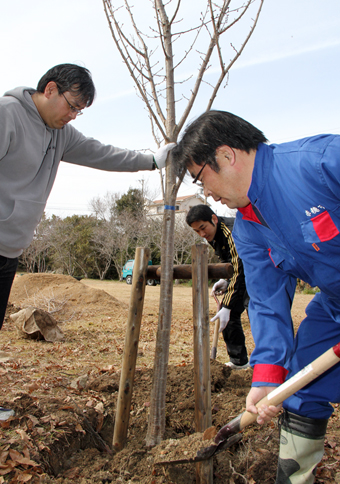 ボランティアでサクラを植樹する市職員