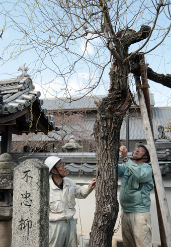 枯死が危ぶまれる「不忠柳」を診察する樹木医の段林弘一さん(左)と宮田和男さん
