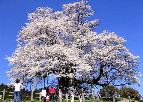 岡山県指定天然記念物の「醍醐桜」＝真庭観光連盟提供