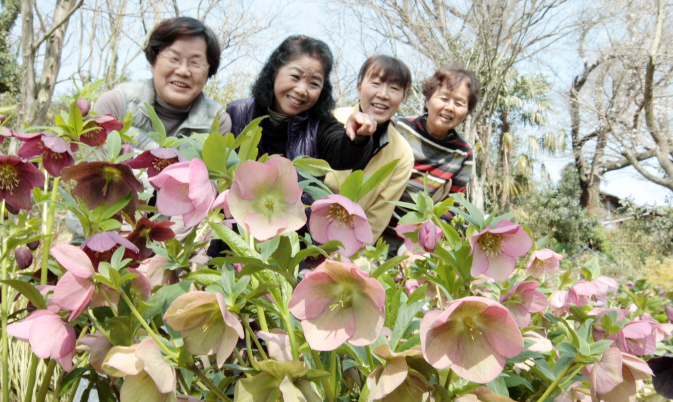 丑田好子さん(左)の花庭園の春咲きクリスマスローズ。見学は自由だが、花の持ち帰り、ゲートの閉め忘れは厳禁