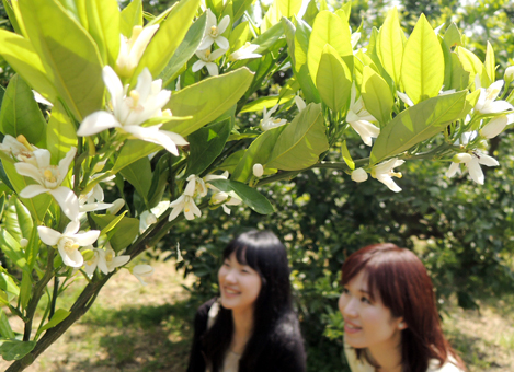 塩屋の果樹園で咲いているミカンの白い花