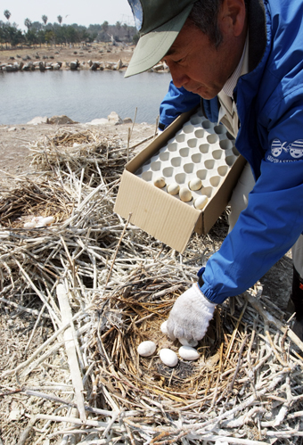 模造卵に取り替えるなどの方法で行われているカワウの繁殖抑制対策