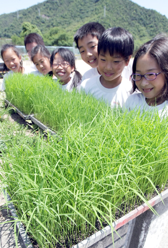 児童たちが種もみから育てて高さ２０センチほどに伸びた水稲苗