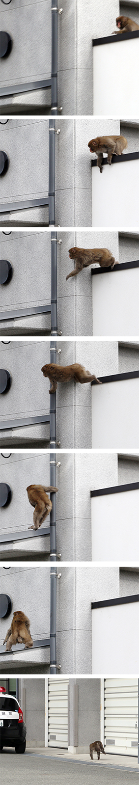 侵入した赤穂警察署の敷地から逃走する猿