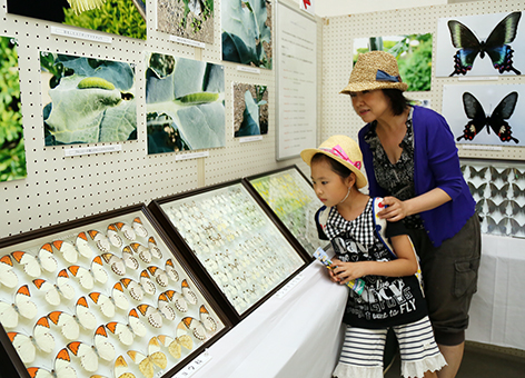 国内種の大半を展示している特別展「日本の蝶・播磨の蝶」
