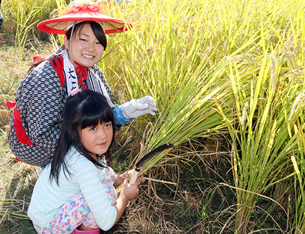 見学の子どもも稲を刈った抜穂祭