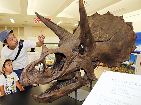 恐竜化石をテーマにした特別展で展示されているトリケラトプスの頭骨模型