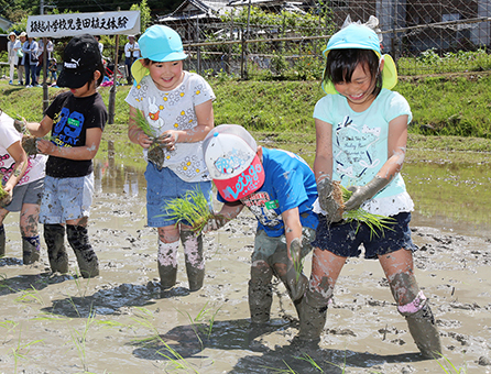泥の感触を楽しみながら田植えを体験した児童たち