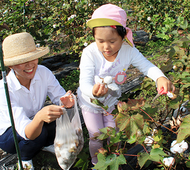 親子で綿花を収穫した綿摘み体験