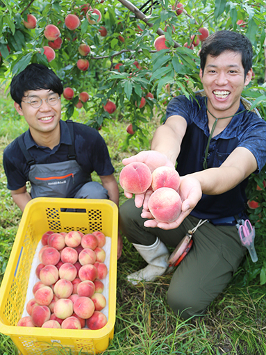 本格的な出荷に向けて桃の収穫に励む小川敬生さん(左)と榊原昂輝さん