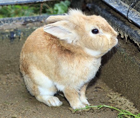 赤穂城南緑地で飼育されていたウサギ