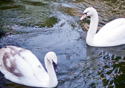 愛称が決まった倉敷市美観地区のコブハクチョウ。左が赤穂生まれの「ユメ」=倉敷市観光振興課提供
