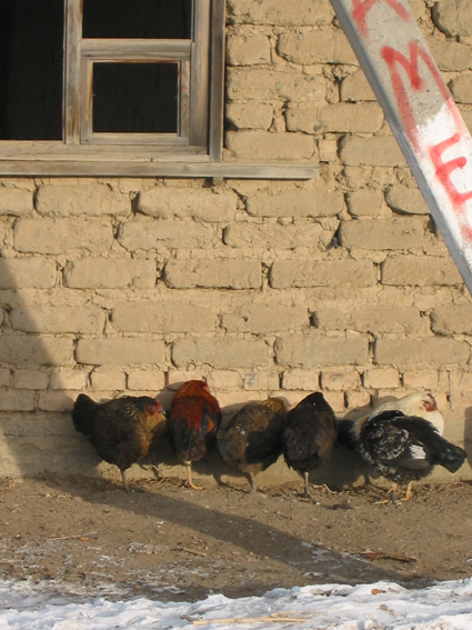 寒さに凍えるニワトリ