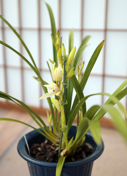 植村直己さんに捧げる新種。クローンを作っておらず、「世界に一つだけの花」という