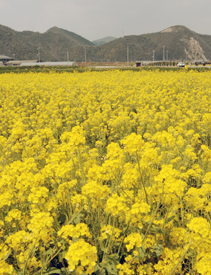一面黄色い花弁が満開になった菜の花畑