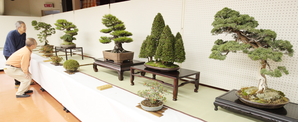 12日から開催される盆栽展