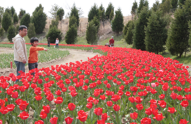 これから見ごろを迎える光都チューリップ園