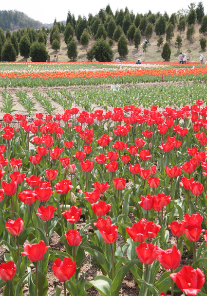 現在は赤、オレンジが満開