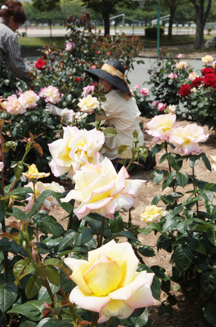 豪華で可憐な花が美しい城南緑地のバラ園