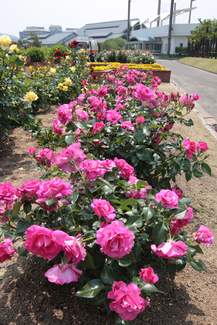 多彩な品種が咲き競っている