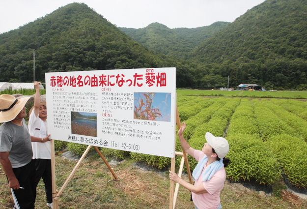 説明看板を立てる「赤穂に蓼を広める会」のメンバー。後方に広がるのがタデ畑