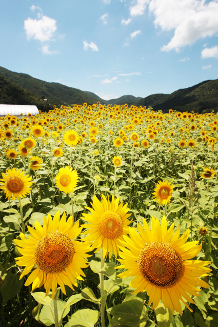 照りつける太陽の下、元気に咲くヒマワリ畑=木津