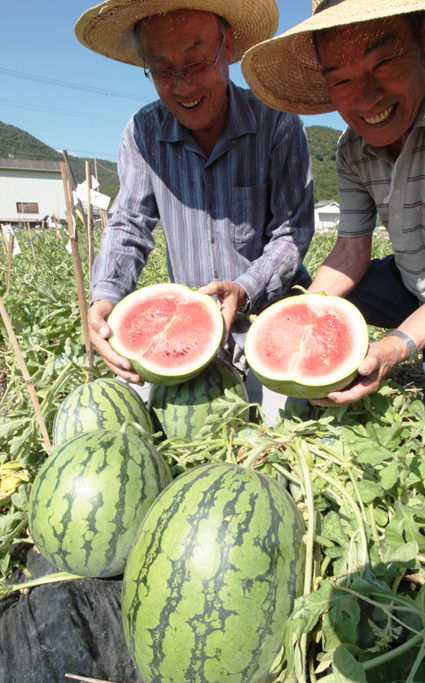 旬を迎えて赤く熟した「大津スイカ」