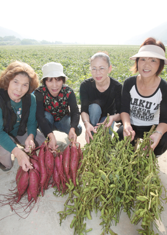 今年も大粒が実った中山の枝豆。サツマイモも美味