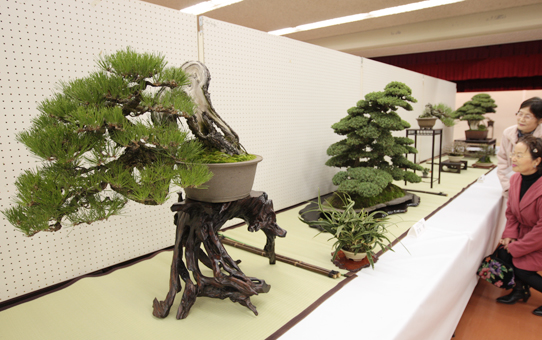 丹精込めて仕上げた作品が並ぶ盆栽展