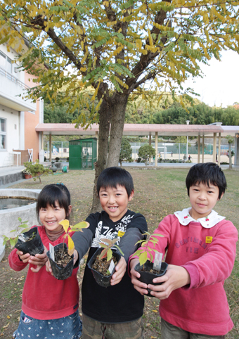子どもたちが拾ったドングリから育った苗木
