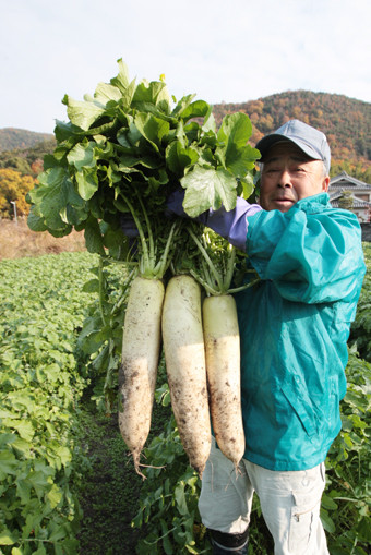旬を迎えた大津のダイコン