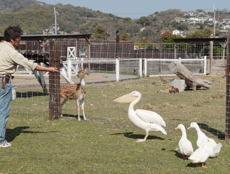 無事に保護された脱走ペリカンの「ピーチ」