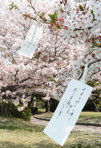 満開のサクラに吊された短冊