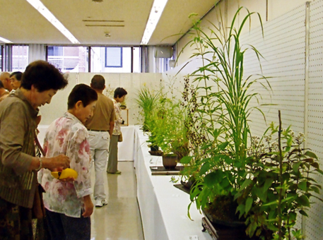 昨秋も好評だった山野草展