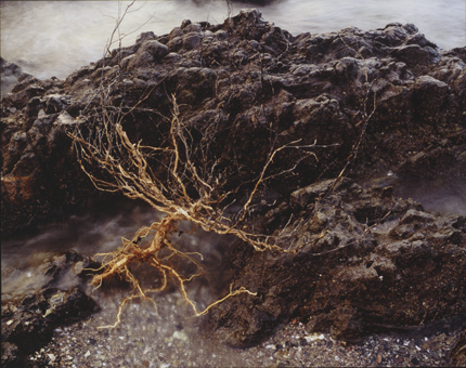 佐々木英明さんの作品「侵入」