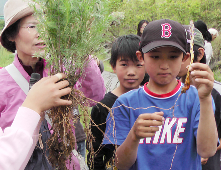 ハマウツボとカワラヨモギのつながっている根も確認した観察会
