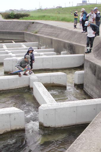 改築された魚道でアユの遡上を観察する参加者