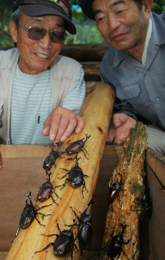 今季も元気なカブトムシが育っている「かぶ〜ん うね」