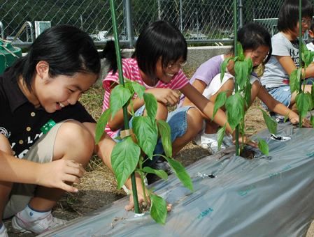 宮崎県産ピーマン苗を植える有年小児童