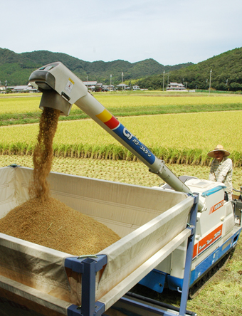 赤穂市内で始まった稲刈り作業=西有年