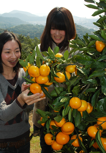 「赤穂みかん」の食べ放題が楽しめる塩屋山観光みかん園