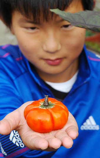 トマトのような形をした珍しいナスビ