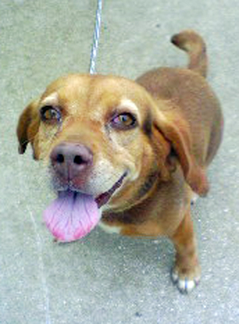 行方がわからなくなっているビーグル犬