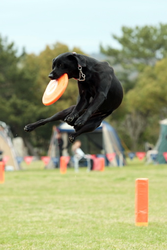 トップクラスの犬は1メートル近くジャンプしてスーパーキャッチ